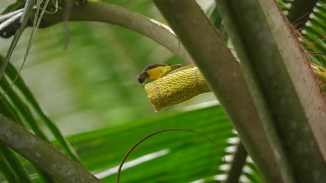 brown-throated sunbird enjoying food on the coconut tree