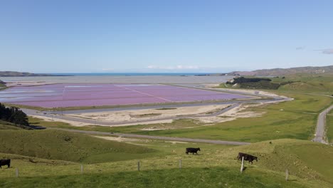 Vacas-Caminando-En-Pastos-Verdes