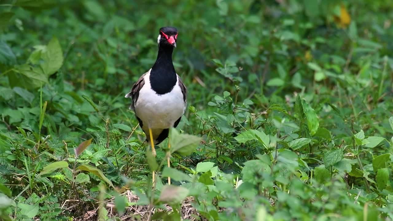 el avefría de barbas rojas es una de las aves más comunes de tailandia