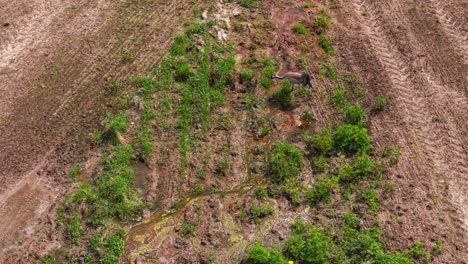 aerial establishing of cranes crossing brown terrain in patchy grassland during migration