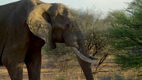 de cerca: un gran elefante de safari caminando por el desierto y alimentándose