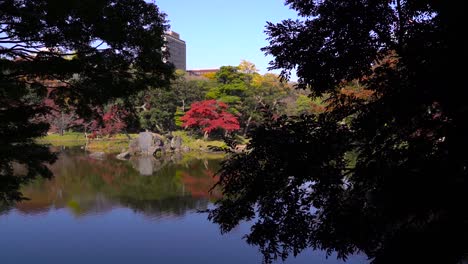 beautiful koishikawa korakuen garden in central tokyo during autumn colors