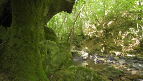 mossy trees and stones.