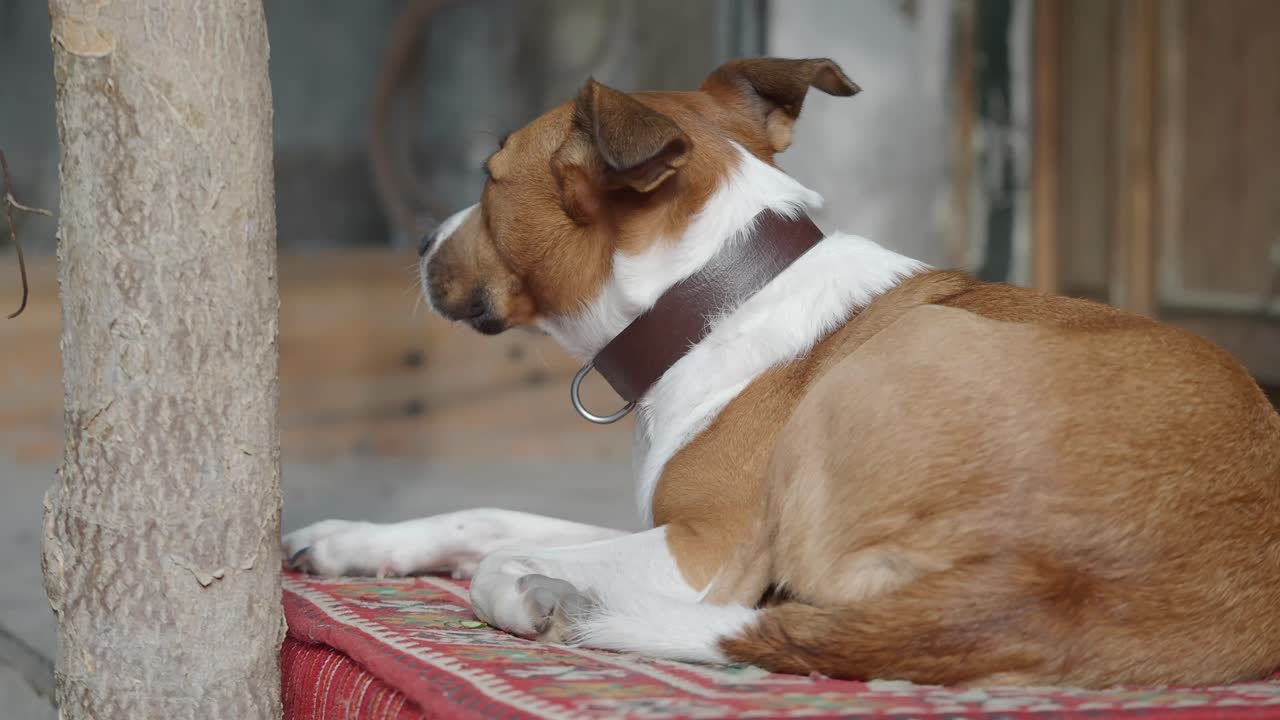 Cane marrone e bianco calmo sdraiato su un cuscino a fantasia all'aperto