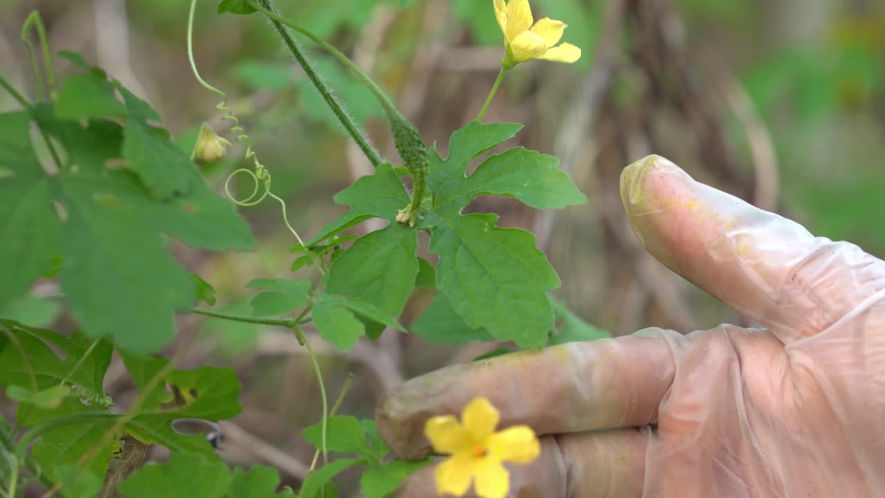 manos tocando flor y cerasee kerala planta de melón amargo con kerala colgando de las vides utilizado para hacer té herbal saludable para la pérdida de peso