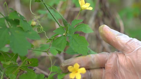 Hands-touching-flower-and-Cerasee-kerala-bitter-melon-plant-with-kerala-hanging-from-vines-used-to-make-herbal-healthy-teagood-for-weight-loss