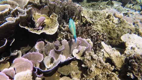 An-underwater-tracking-shot-of-a-parrotfish,-who-swims-over-the-coral-reef-gracefully,-in-the-Philippines