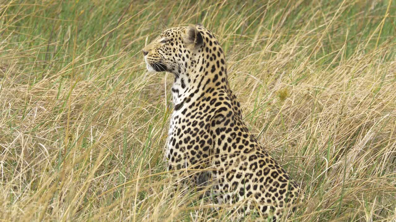 hermoso leopardo sentado y mirando alrededor alerta en la sabana