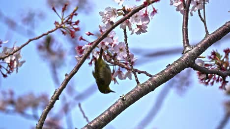 Ein-Wilder-Vogel-Und-Kirschblüten---Selektive-Fokusaufnahme