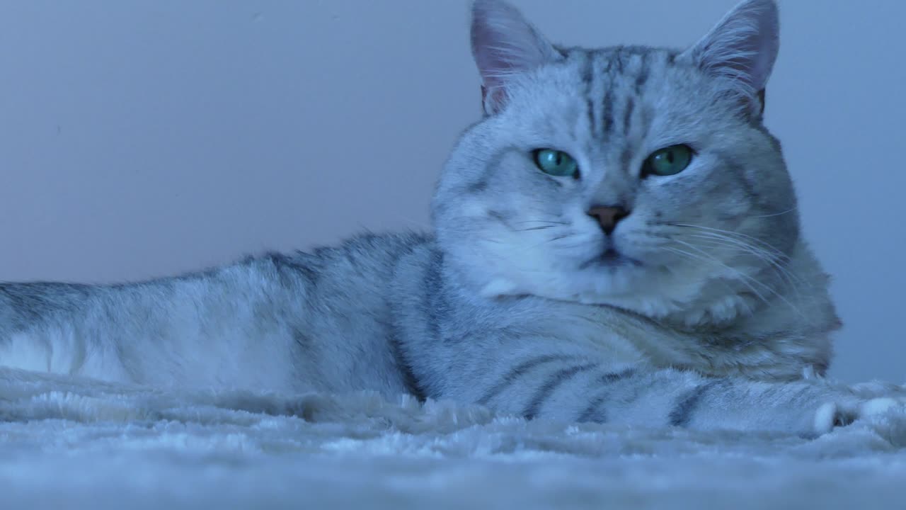 британская чинчилла кошка смотрит вокруг