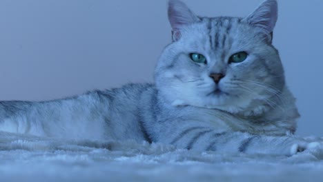 el gato chinchilla británico mirando a su alrededor