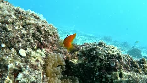 clownfish swimming inside a anemone in tropical waters