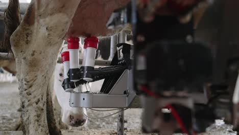 automatic milking machine lowers down and disconnect the teat cup from the udders of the dairy cow