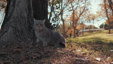 Un-Lindo-Gato-Está-Sentado-Al-Lado-De-Un-árbol-Y-Observa-Todo-Alrededor-En-El-Parque,-Grande---Mottes,-Francia