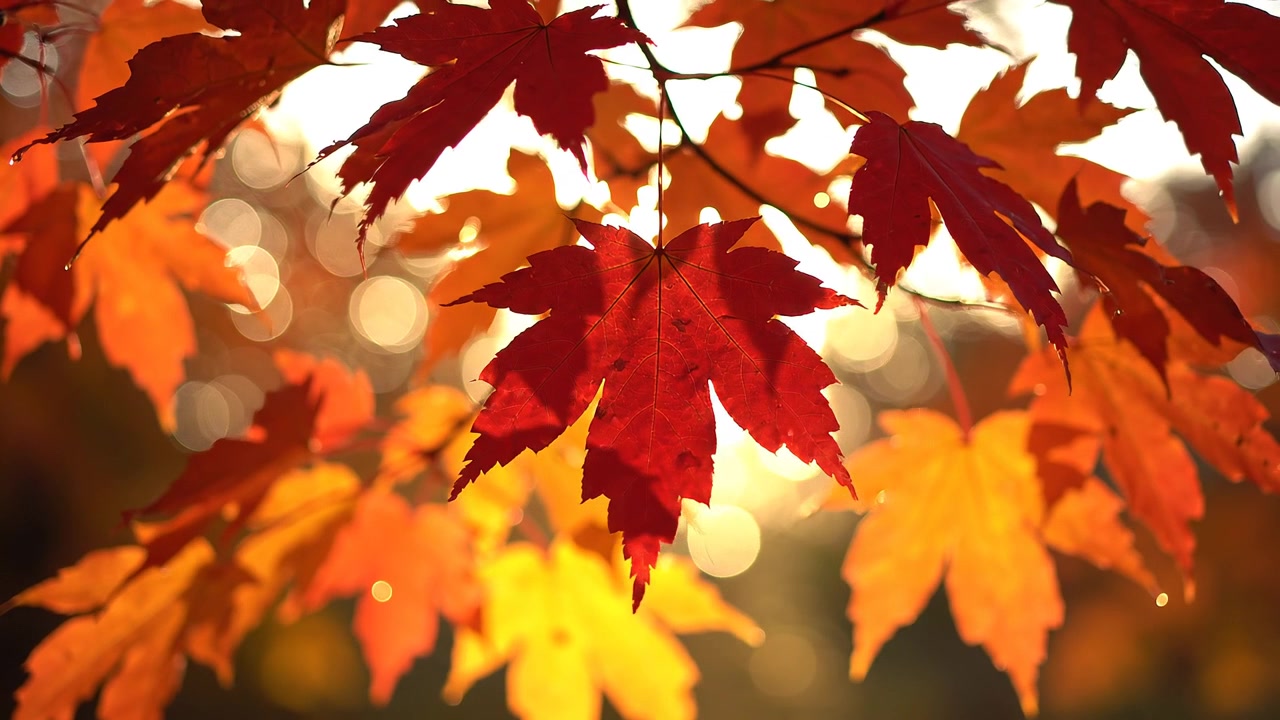 Vibrant red maple leaves backlit by warm autumn sunlight