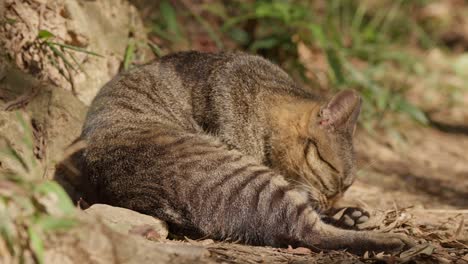 domestic house cat cleaning himself outside during the day on the ground in rural area