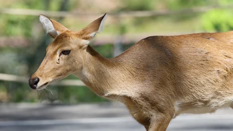 antelope walking gracefully at khao kheow zoo