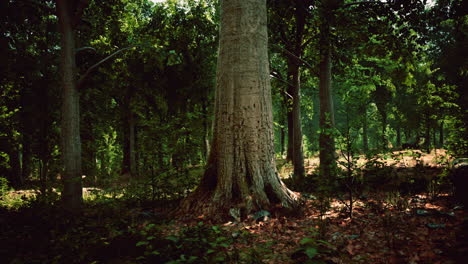 sun beams through thick trees branches in dense green forest