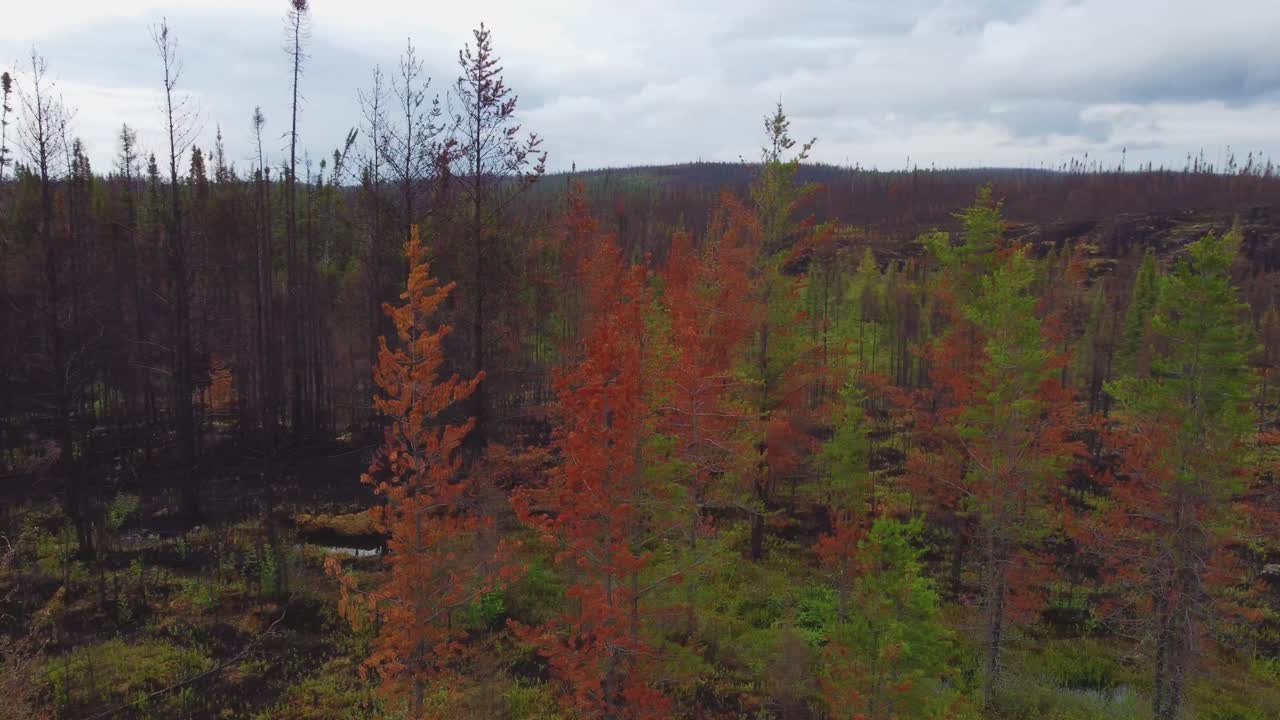 Contrasting Forest between Trees Burned by Wildfires and Healthy Native Flora of Lebel-sur-Qu&eacute;villon, Quebec, Canada