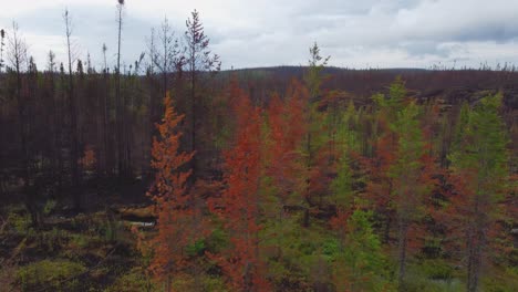 contrasting forest between trees burned by wildfires and healthy native flora of lebel-sur-quévillon, quebec, canada