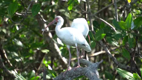 dos pájaros ibis blancos americanos en su hábitat natural