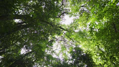 low angle view of lush forrest with tall trees, camera moving