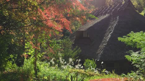 hermosa aldea escondida con techo de paja en el campo japonés durante los colores del otoño