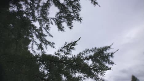 man walking on a path through a forest on a cloudy day