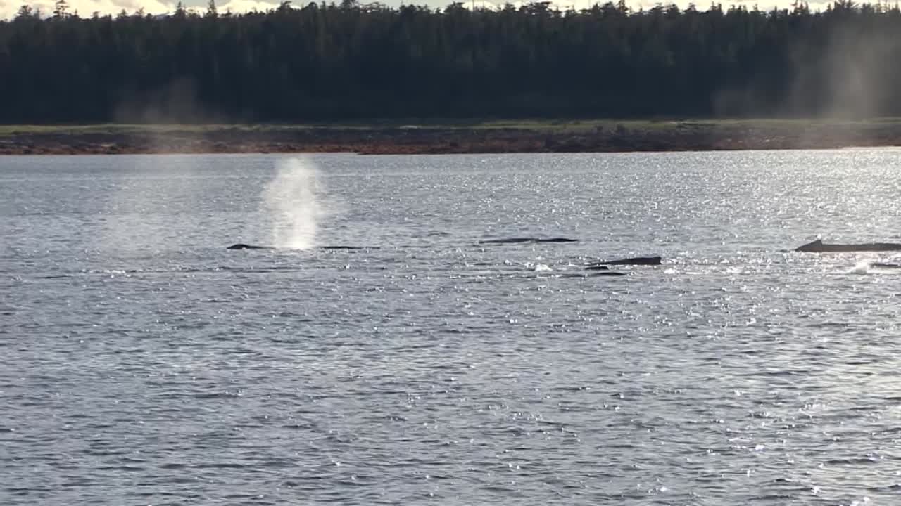 거대한 혹등고래 무리가 해안 가까이에서 헤엄치고 있고, 내부 통로, 알래스카