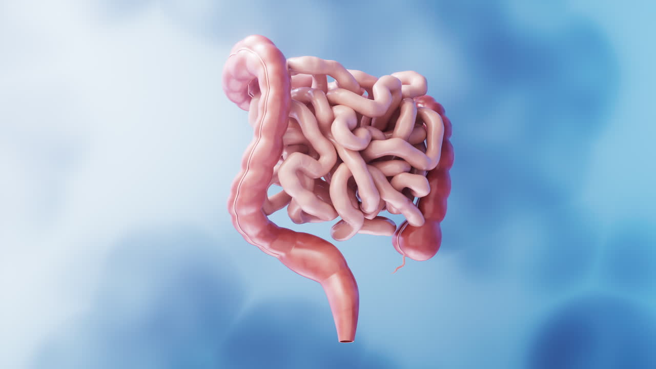 Intestinal tract with digestive health concept, 3d rendering.