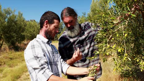 Friends-examining-olives-on-plant-4k