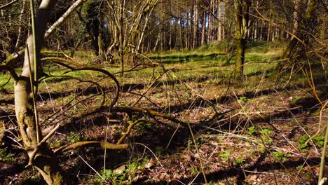 Low-flying-over-a-fallen-tree-in-a-leafy,-dense-forest