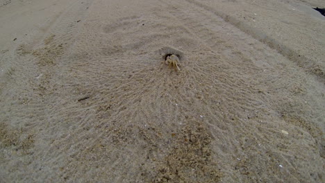 Atlantische-Geisterkrabbe-Gräbt-Sand-Aus-Dem-Bau-Und-Eilt-Zurück-Ins-Loch