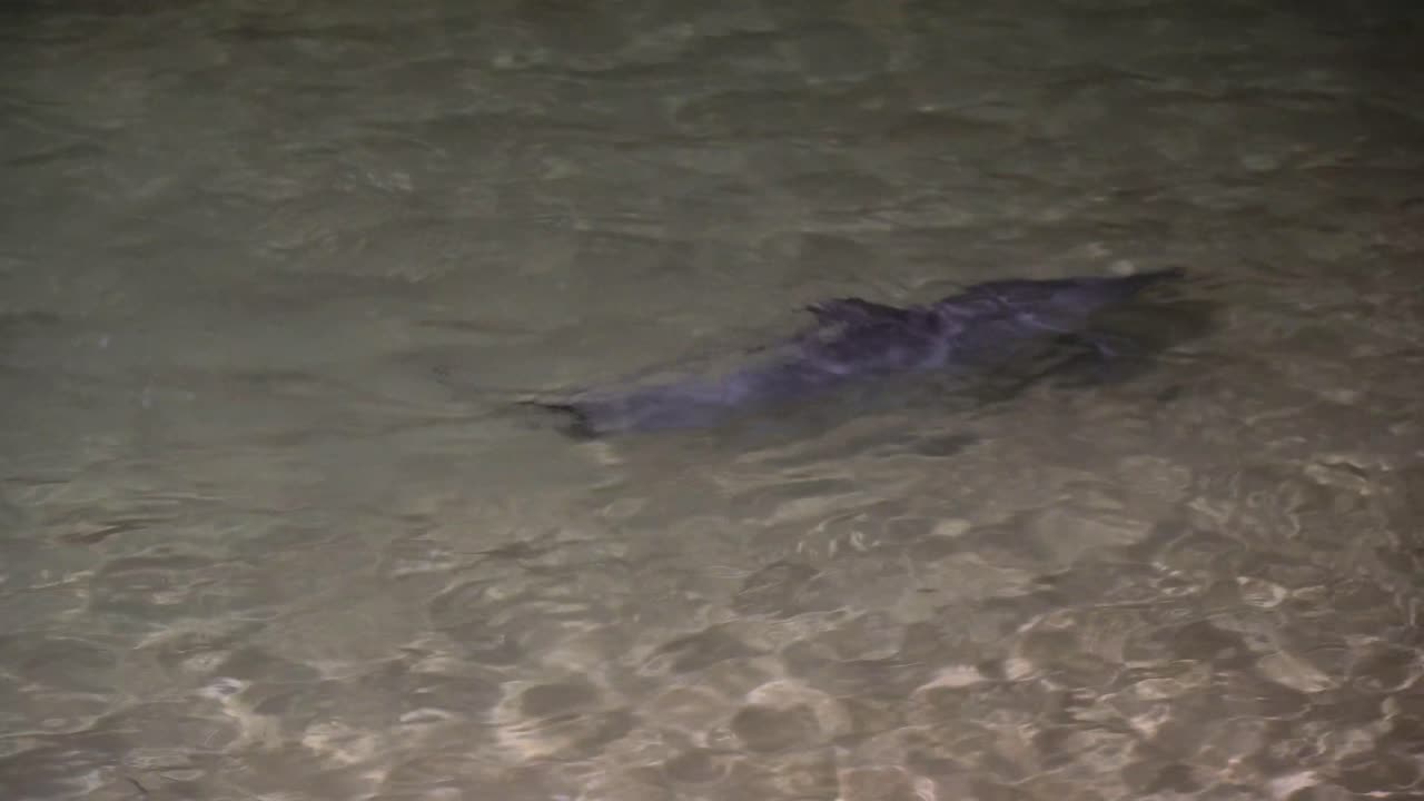 delfines jugando de noche en tangalooma resort moreton island