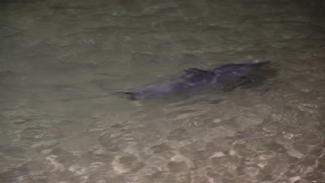 delfines jugando de noche en tangalooma resort moreton island