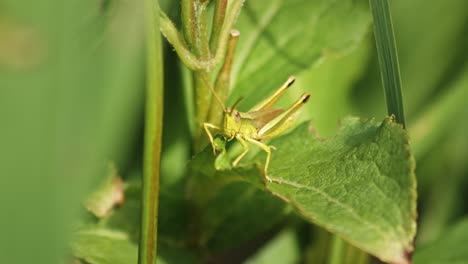 Macro-of-Green-Grasshopper-producing-sound-by-rubbing-together-its-legs-on-a-leaf,-shot-against-blurred-background