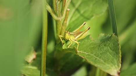 de macro saltamontes verdes que producen sonido frotando sus piernas en una hoja, filmado contra un fondo borroso