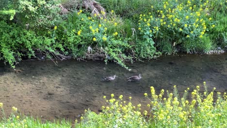 two dogs floating down shallow river in beautiful nature setting