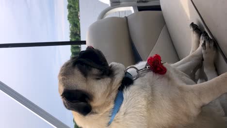 pug dog sitting on pontoon boat while travelling on lake closeup portrait vertical shot manitoba canada