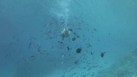 free diving girl under water in the red sea chasing a a big group of fish entering and penetrating between them with the magic of sunlight shot raw cine style color profile