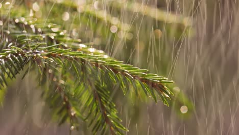 Regen-An-Einem-Sonnigen-Tag.-Nahaufnahme-Von-Regen-Auf-Dem-Hintergrund-Eines-Immergrünen-Fichtenzweigs.