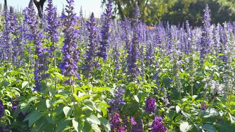 las flores de lavanda se balancean en la suave brisa