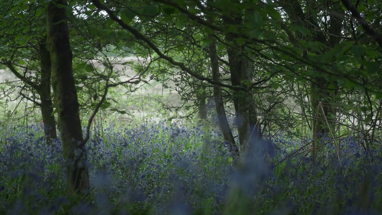 Bluebell Carpet Underneath a Canopy of Trees in a Woodland Setting 4K Vibrant bluebells beneath lush green trees. Ideal for nature documentaries or springtime promotional materials.