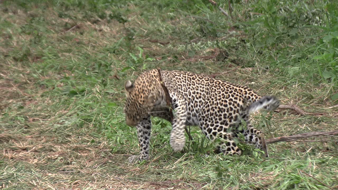 un joven leopardo fascinado por el olor de algo en un pequeño palo, frotando y perfumando