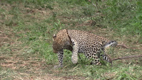 un joven leopardo fascinado por el olor de algo en un pequeño palo, frotando y perfumando