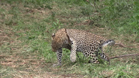 a young leopard fascinated by the scent of something on a small stick, rubbing and scenting