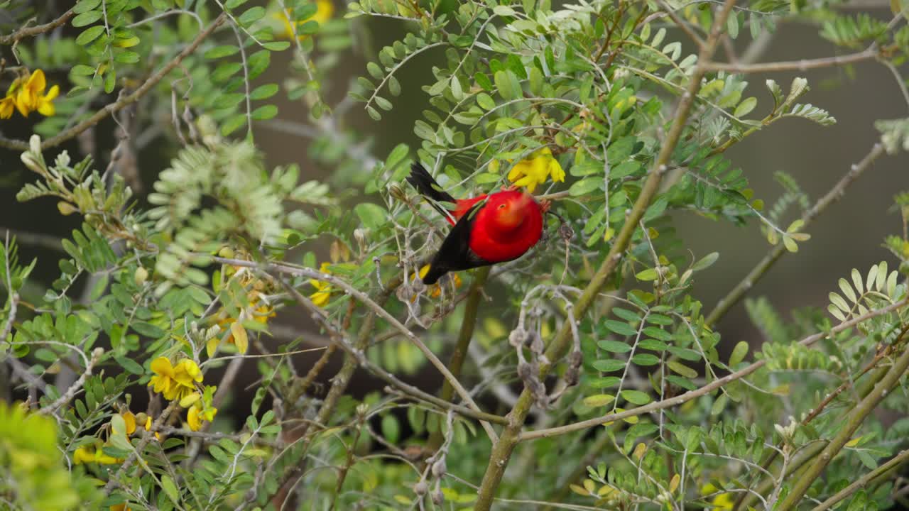 은 새가 나무의 꽃을 먹고 있다
