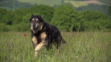 a slow motion of a black dog running with its mouth open in a grass field