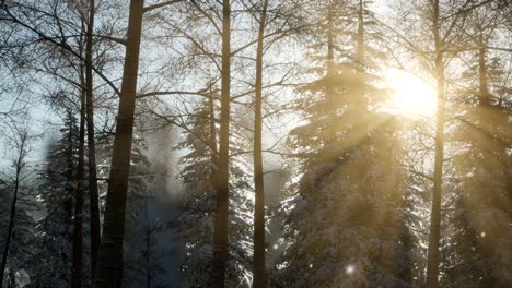 Misty-fog-in-pine-forest-on-mountain-slopes