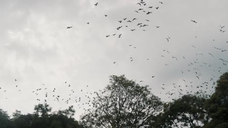 bandada de palomas volando sobre los árboles en antigua, guatemala